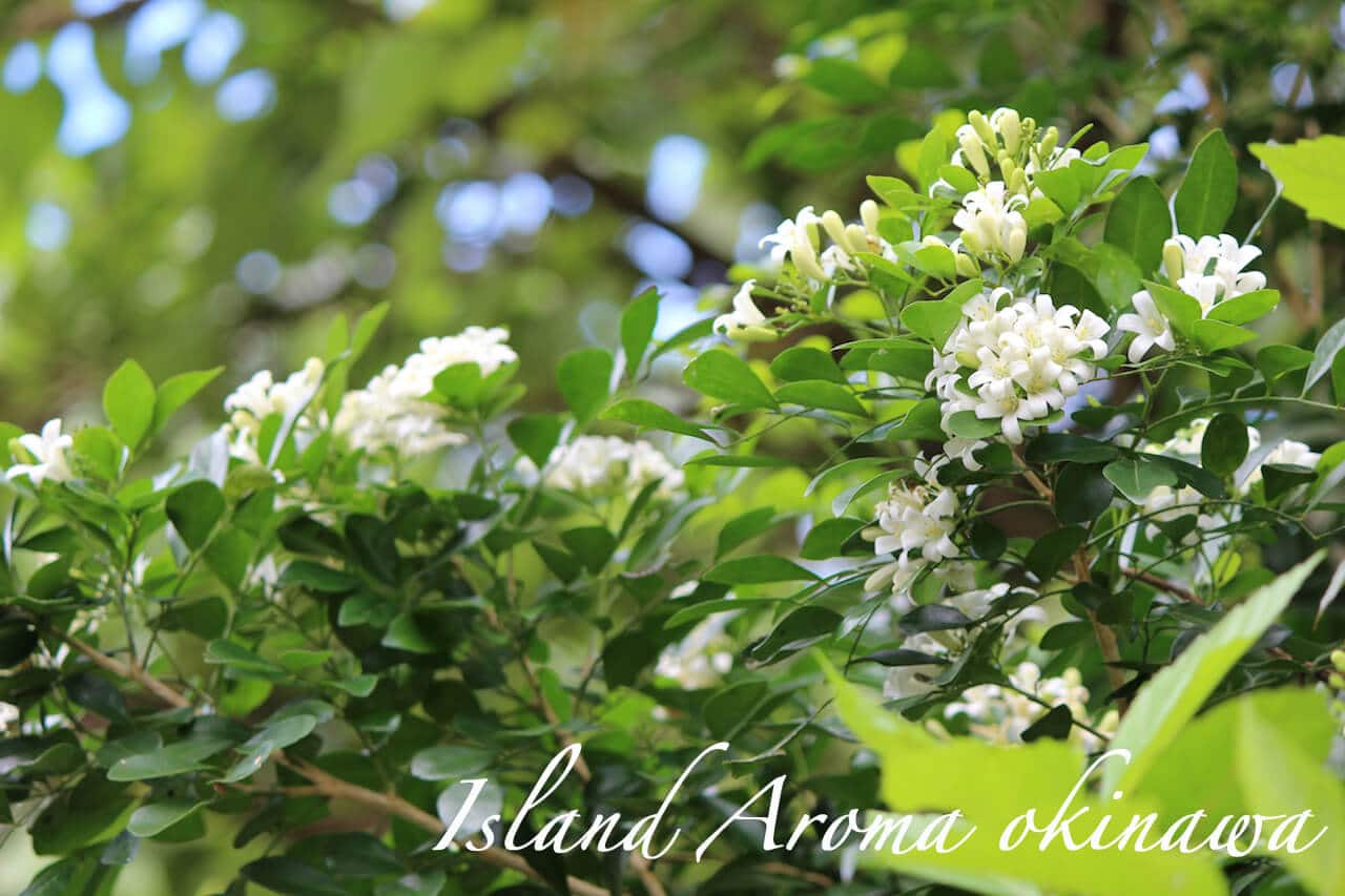 ジャスミンに似た香り Island Aroma Okinawa 沖縄の手作り石けんの店